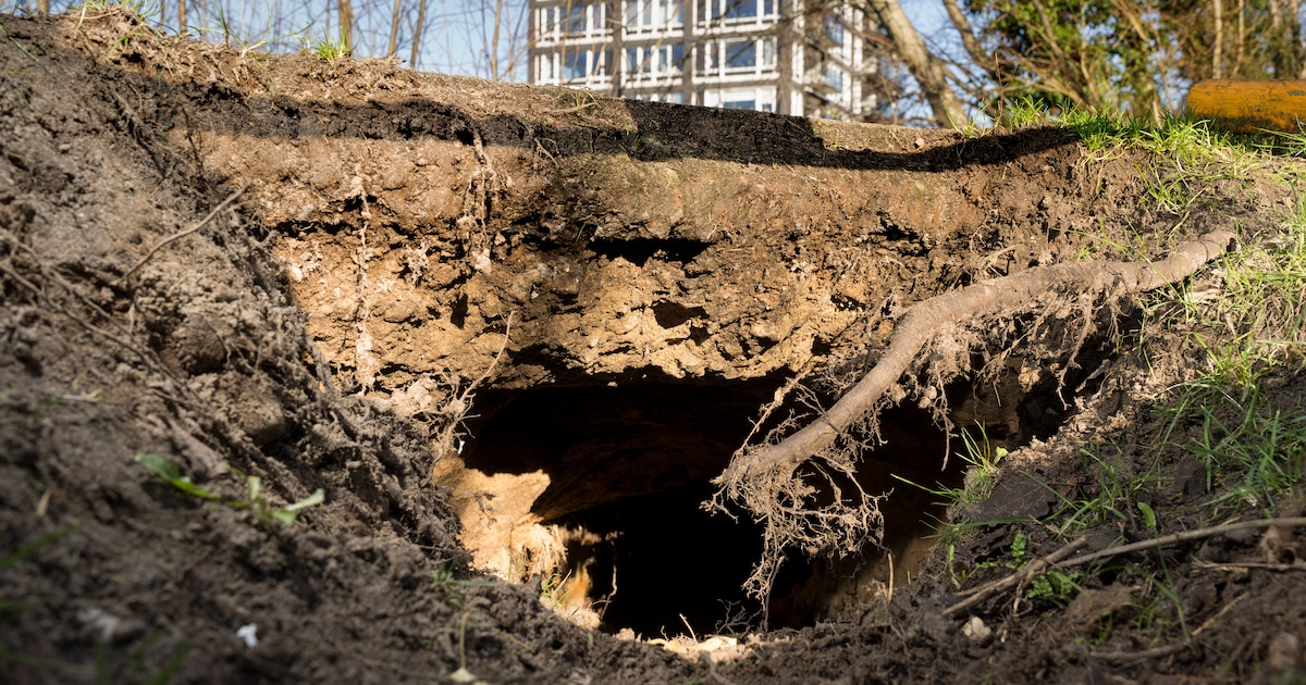 De bever rukt op in Den Bosch, kijk maar eens naar dit enorme gat onder ...