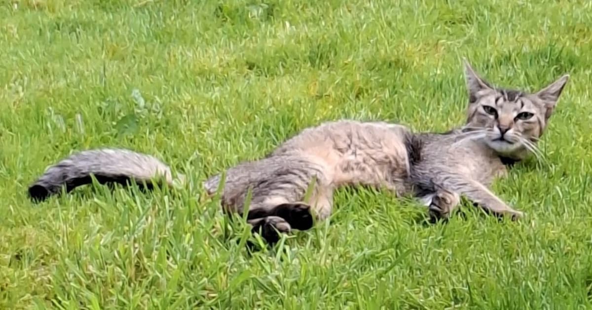 Heb jij Nooki of Siep gezien? Deze twee huisdieren worden in Sint-Michielsgestel vermist