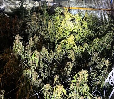 Hennepkwekerij met 250 planten opgerold in Hapert