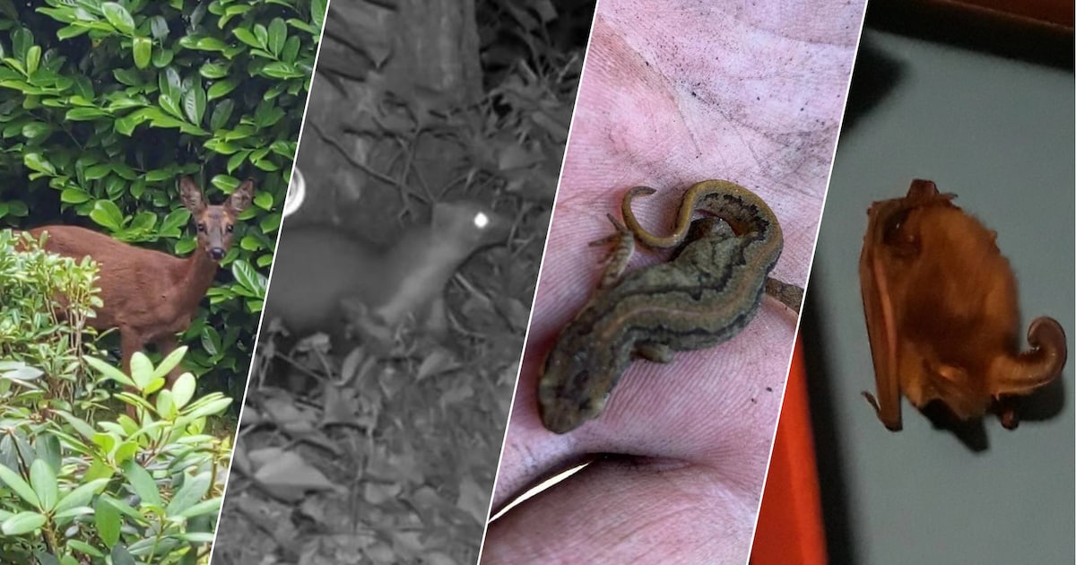 Bewoners recreatiepark slaan alarm: nieuwe eigenaar bouwt door, terwijl beschermde dieren zijn gezie