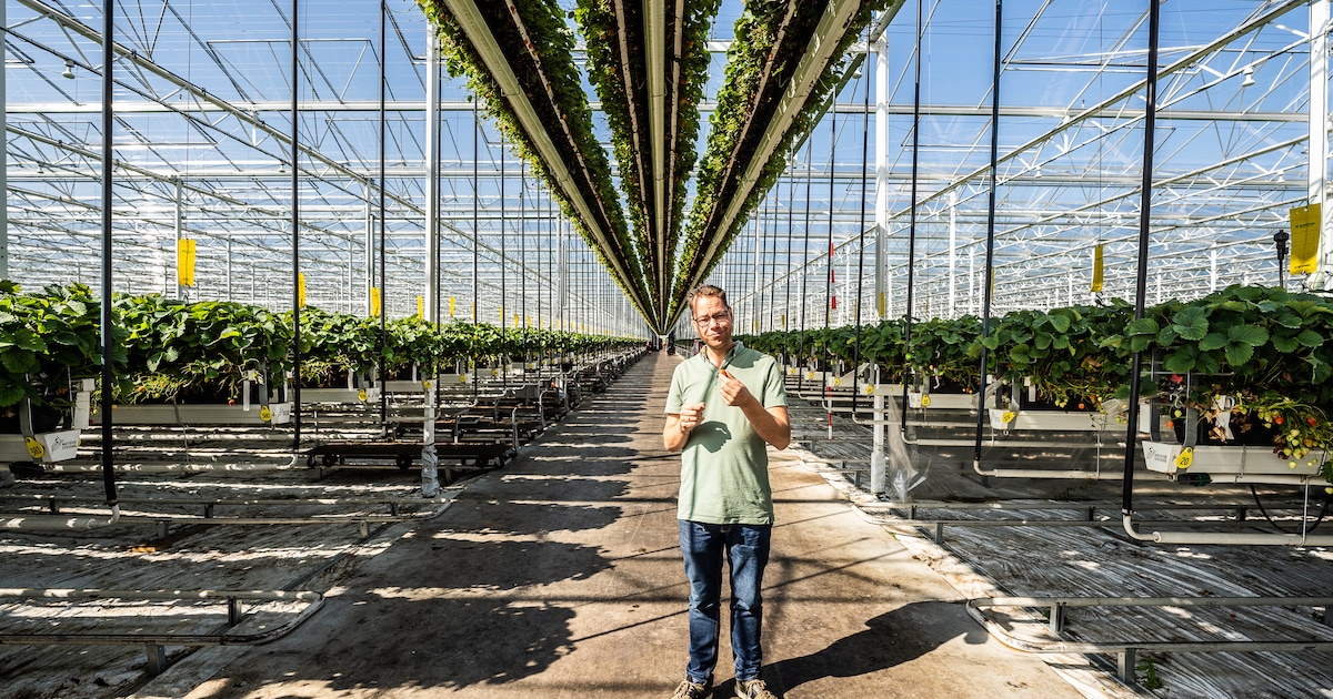 Bemmelse aardbeienkoning neemt concurrent met kassen ter grootte van 48 voetbalvelden over