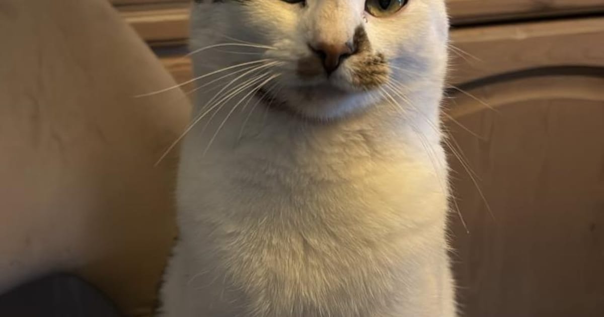 Heb jij Chapito of Lyra gezien? Deze twee huisdieren worden in Heusden vermist