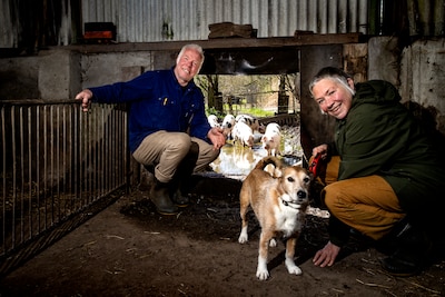 Boer Peter en zijn Teresa lopen 180 kilometer voor hun varkens: ‘Ze willen altijd naar buiten, maar 