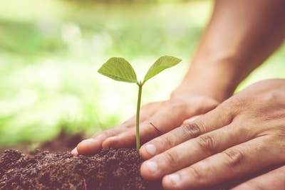 Plant een geboorteboom voor je kind: aanvraag mogelijk voor inwoners Loon op Zand en Tilburg