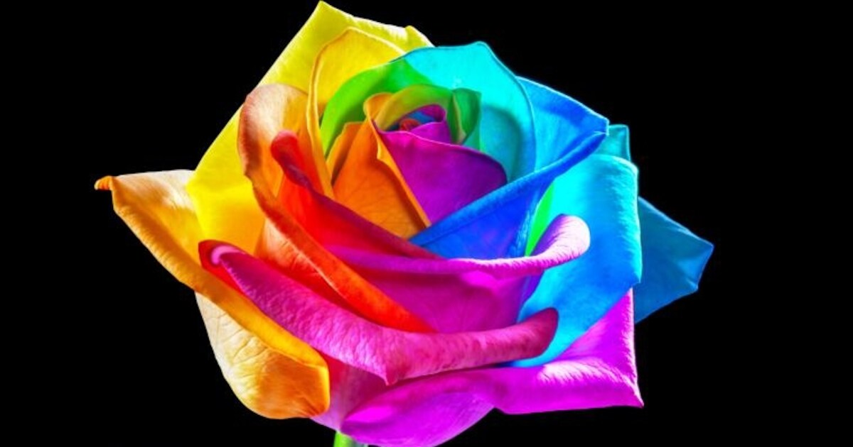 Regenboogroos: wereldhit uit Nederhemert