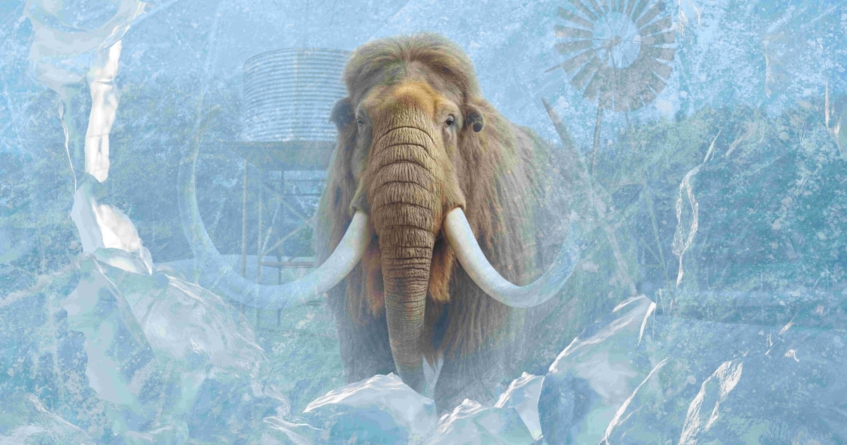 ZooParc Overloon toont levensgrote beelden van mammoeten en andere IJstijddieren