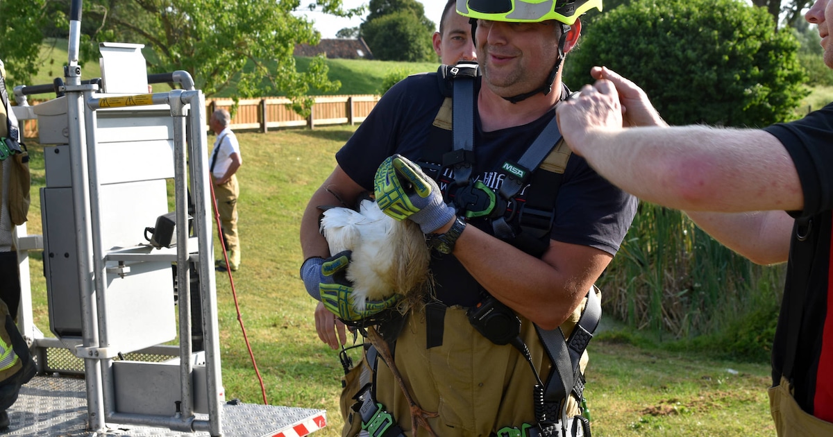 Brandweer redt gewonde jonge ooievaar uit hoog nest in Zuilichem