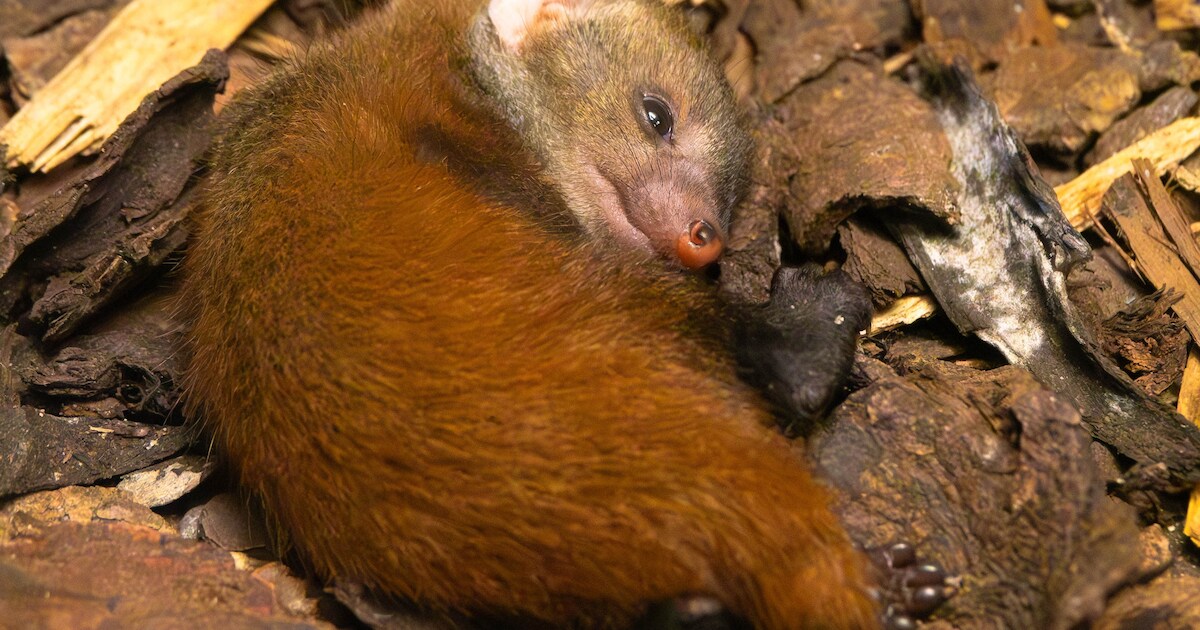 Kraamfeest in dierenpark Zie-ZOO: kleine ringstaartmangoest geboren ...