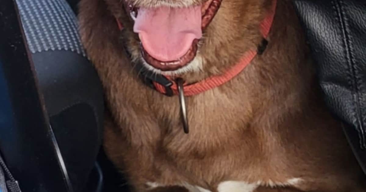 Heb jij Margot gezien? Dit huisdier wordt in Bernheze vermist