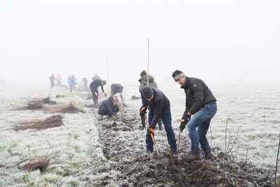Heggen verrijzen als minibosjes uit de mist op het Land van Ons