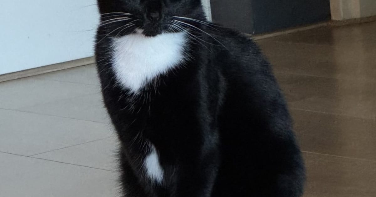 Heb jij Kees, Mango of Hector gezien? Deze acht huisdieren worden in Den Bosch vermist