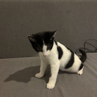 Heb jij Reina, Simba of Jimmy gezien? Deze acht huisdieren worden in Eindhoven vermist