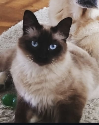 Heb jij Cheeta, Ava of Nugget gezien? Deze zeven huisdieren worden in Tilburg vermist