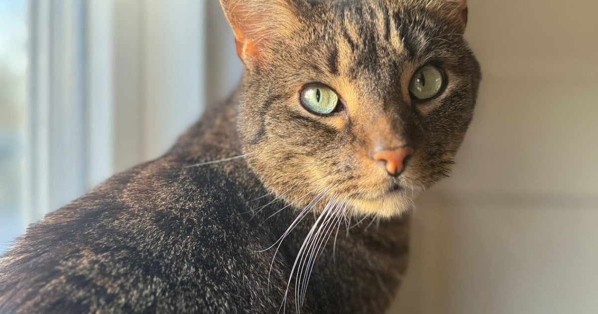 Heb jij Milo of Miesmies gezien? Deze twee huisdieren worden in Den Bosch vermist