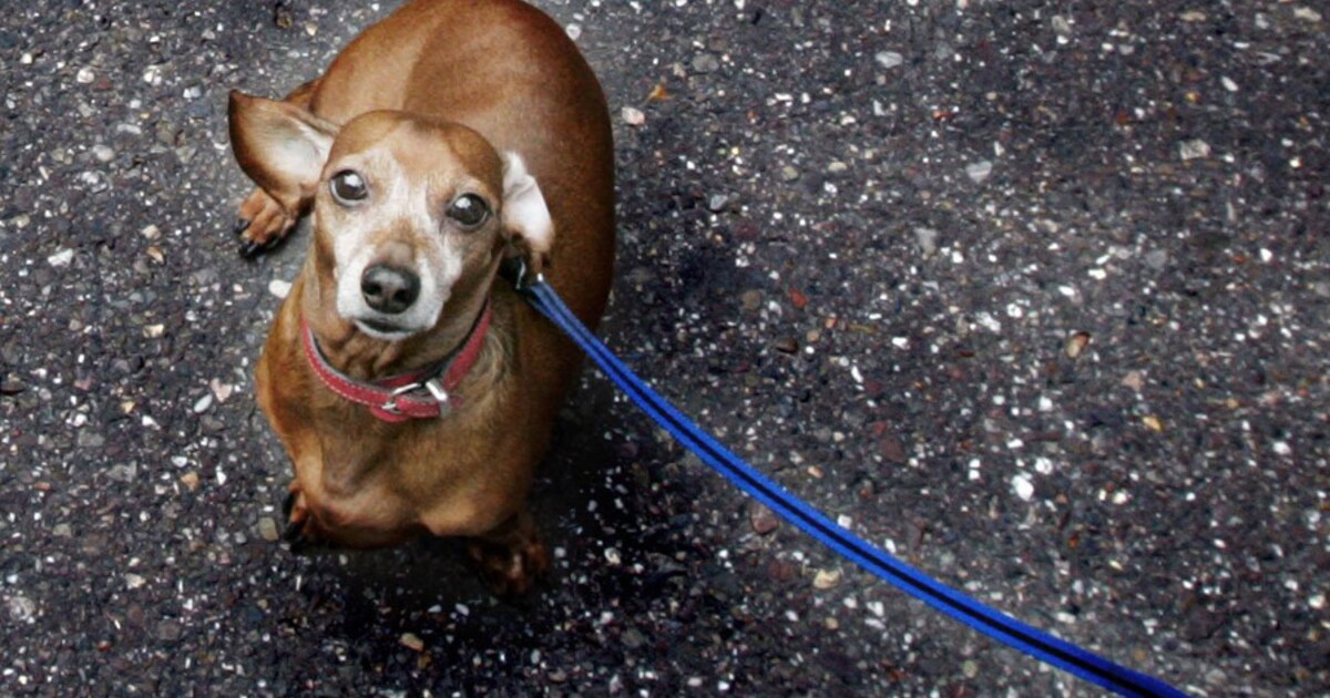 Hond ziek van gif in Enschede