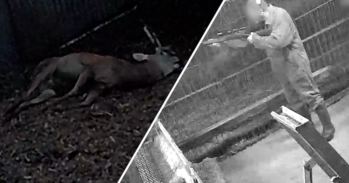 Verborgen camera legt vast hoe herten worden afgeschoten op boerderij, veehouder reageert