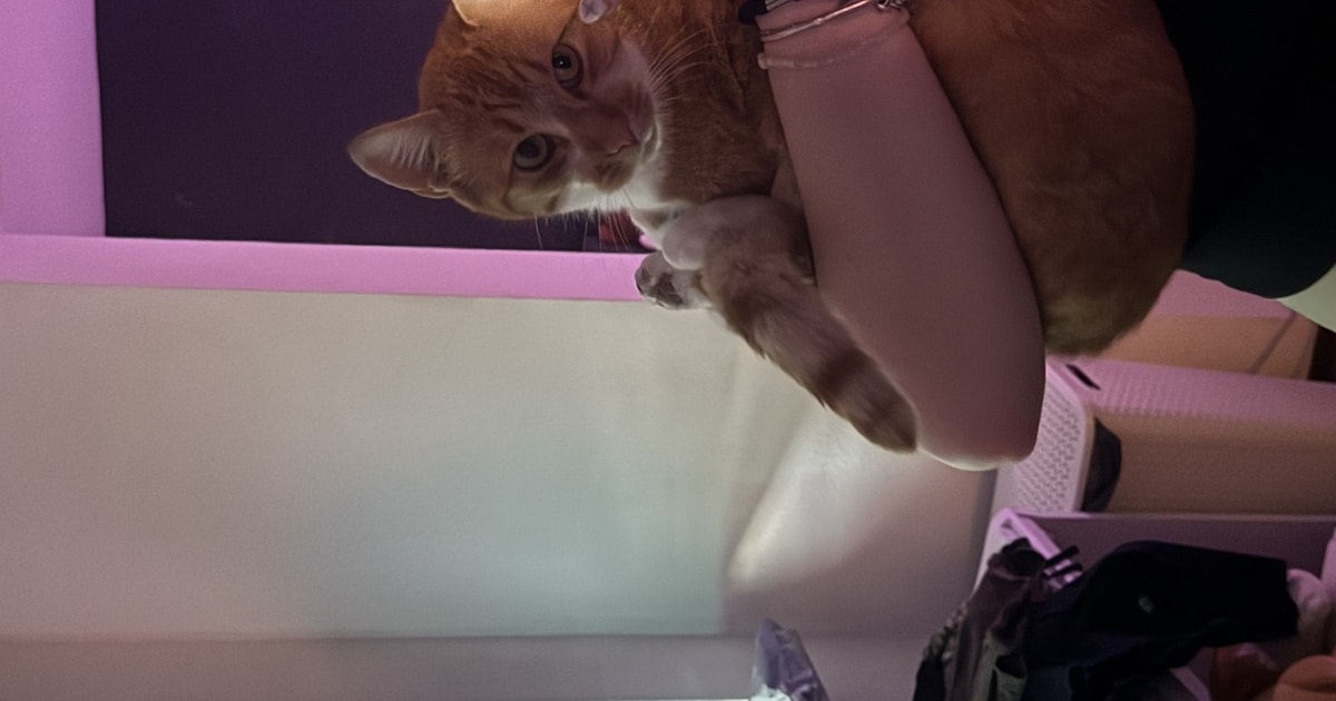 Heb jij Doesha of Kiyo gezien? Deze twee huisdieren worden in Waalwijk vermist