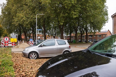 Bewoners Ammerzoden zijn overlast bomen beu: ‘Deze platanen zijn niet geschikt voor onze woonwijk’