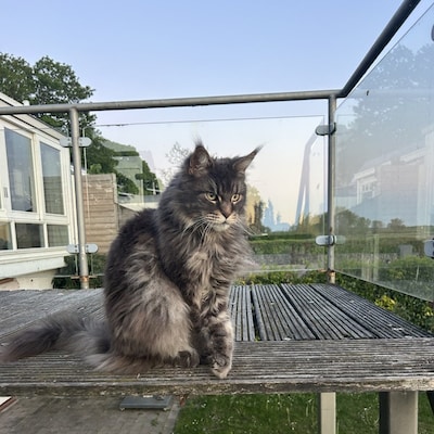 Heb jij Koen gezien? Dit huisdier wordt in Maasdriel vermist
