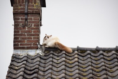 Kat rent heen en weer over dak in Goirle en waagt dan de sprong richting een ander huis