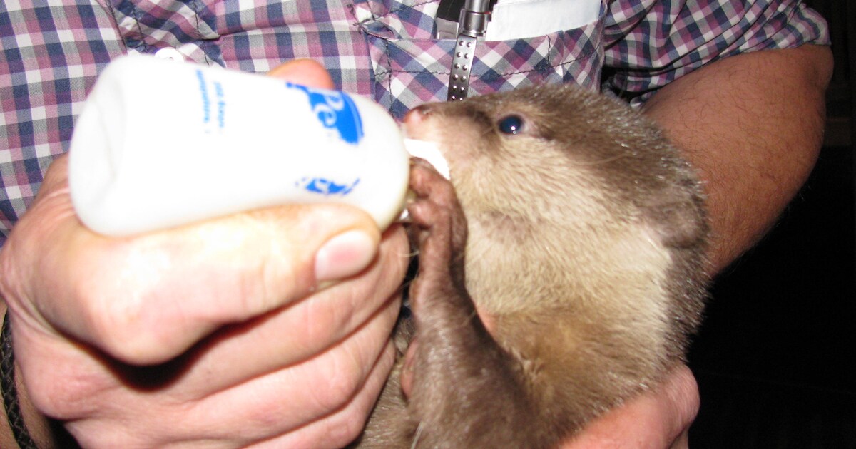 Eigenaar Best Zoo voert ottertjes thuis in Lennisheuvel