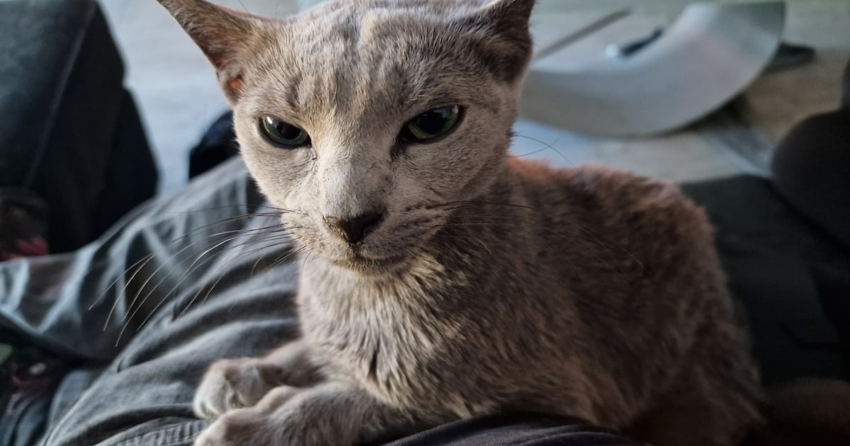Heb jij Xena gezien? Dit huisdier wordt in Heusden vermist