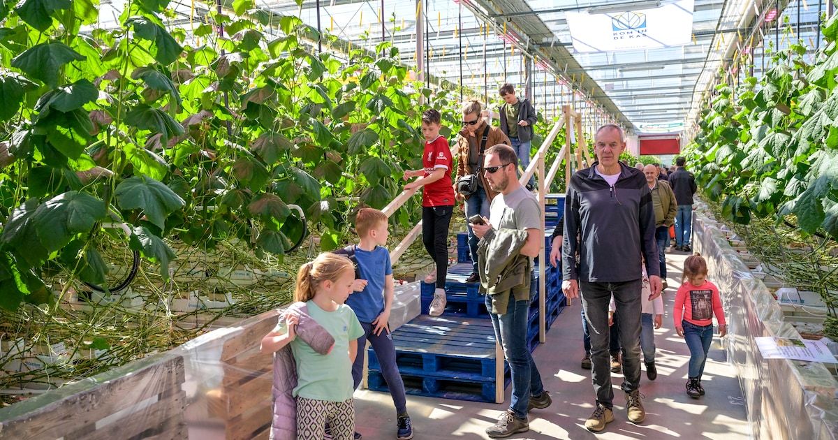 Kom in de Kas: bloemen- en plantenkwekers zetten de deuren open