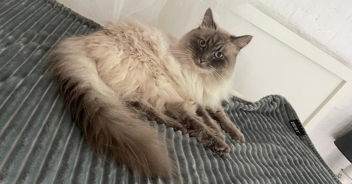 Heb jij Cookie gezien? Dit huisdier wordt in Hilvarenbeek vermist