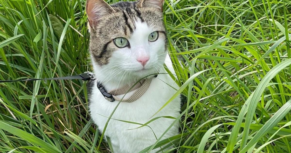 Heb jij Pablo gezien? Dit huisdier wordt in Maashorst vermist