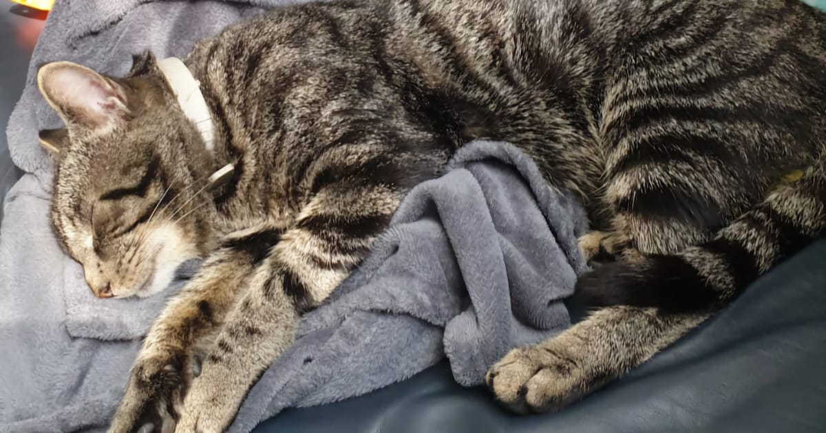 Heb jij Elijah, Noodle of Kiwi gezien? Deze 15 huisdieren worden in Den Bosch vermist
