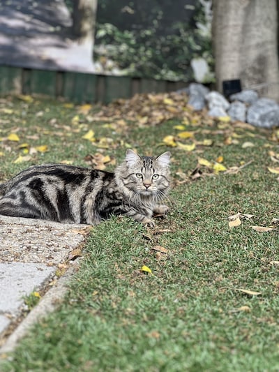 Heb jij Bella of Maus gezien? Deze twee huisdieren worden in Maasdriel vermist
