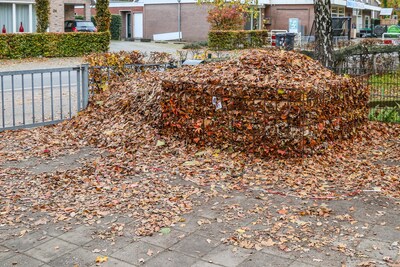 Bladkorven staan weer in gemeente Loon op Zand