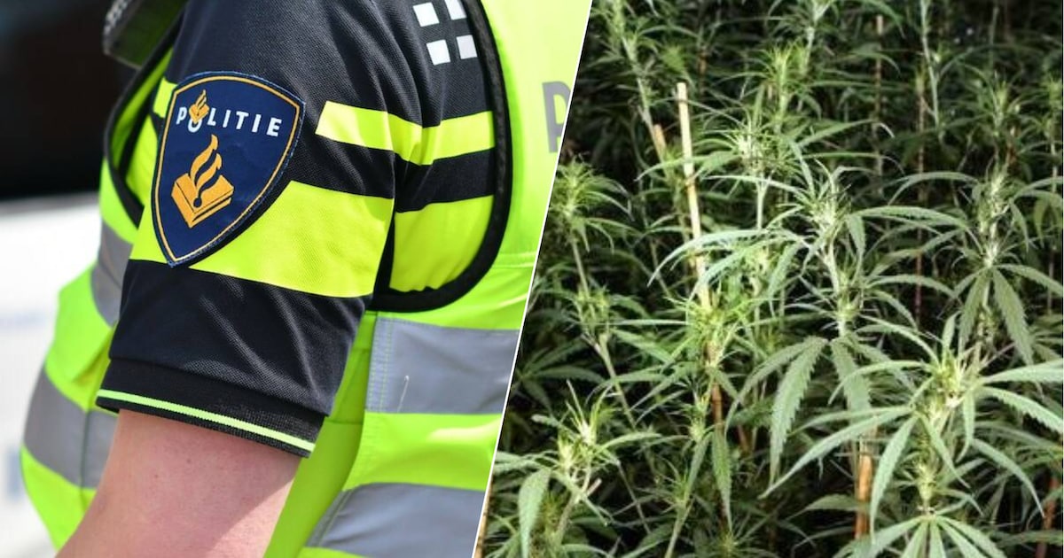 Na vondst hennepkwekerijen: burgemeester Land van Cuijk gooit twee panden op slot