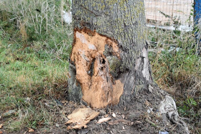 De auto botste tegen een boom op de Hogeweg in Nieuwaal.