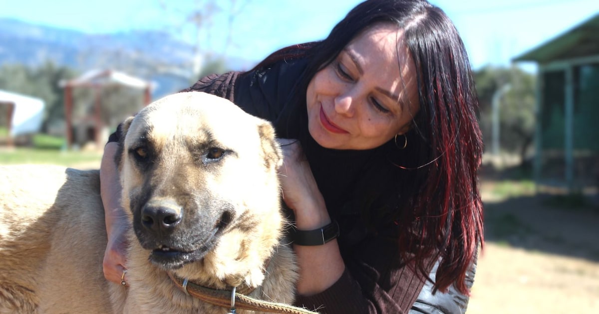 Vechten tegen de ‘dodenwet’: de dappere missie van drie zussen voor de zwerfhonden in Izmir