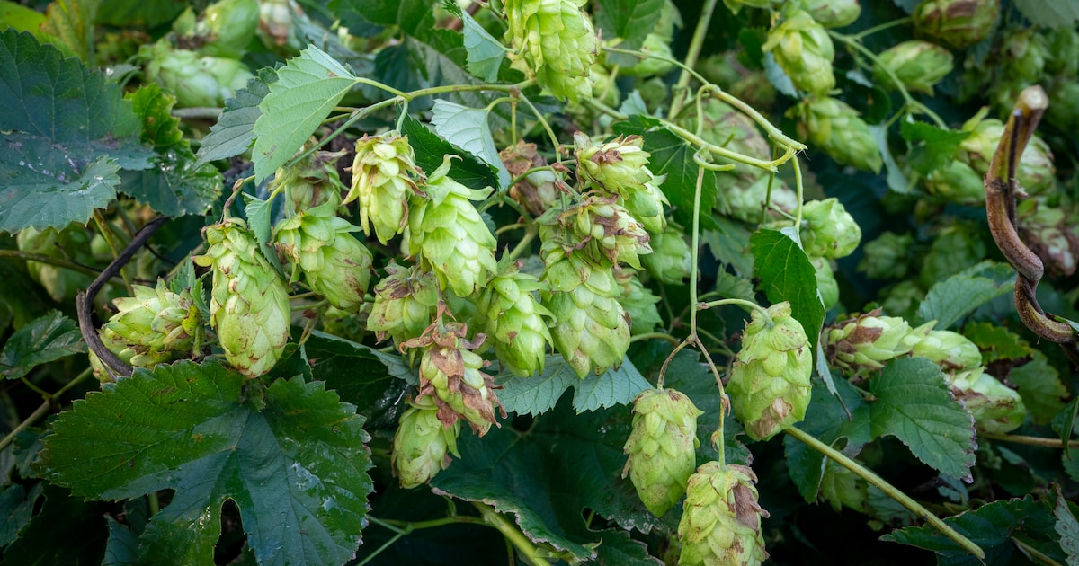 Onderzoek naar wilde hop in Groene Woud: vrijwilligers vinden ze op ...