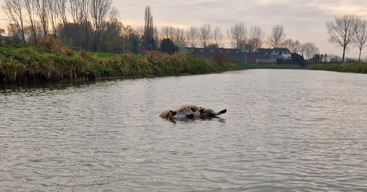Schapen aangevallen bij Kapel Avezaath, statenlid wil actie