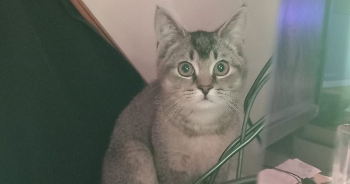 Heb jij Boefje gezien? Dit huisdier wordt in Goirle vermist