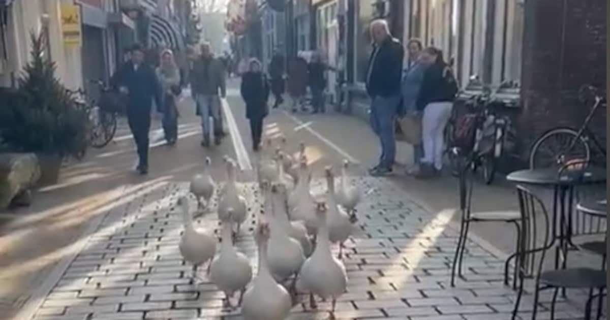 Bijzondere shoppers aan de wandel in de Gorcumse binnenstad
