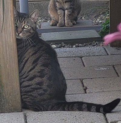 Heb jij Fluff, Pim of Joop gezien? Deze 14 huisdieren worden in Eindhoven vermist
