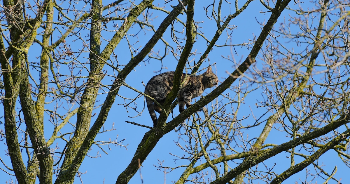 Poes Twizy zit hele nacht vast in boom in De Moer omdat ze niet naar beneden durft, ook de brandweer