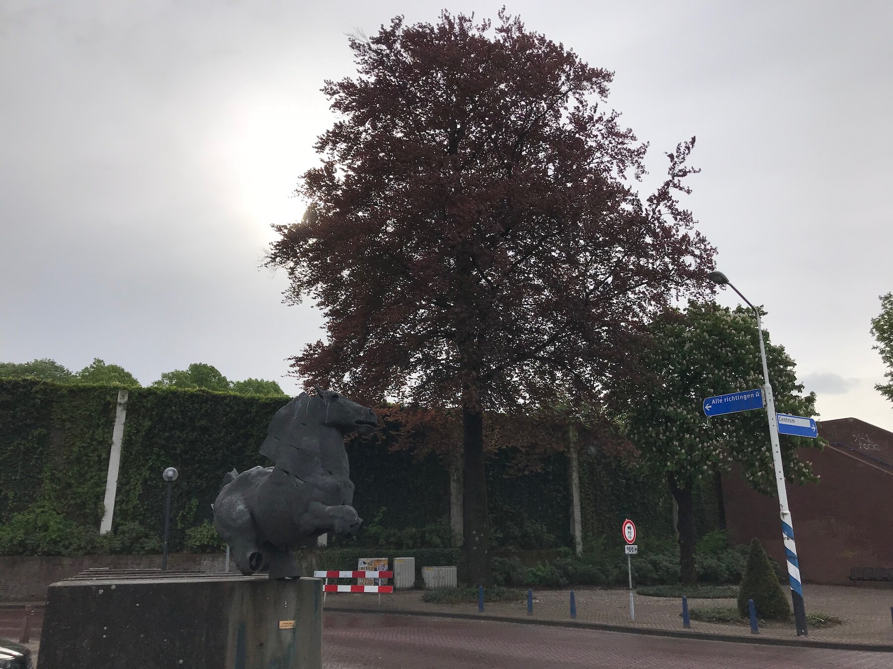 De bruine beuk aan het Maurickplein in Vught moet wijken voor herinrichting van het plein en de omgeving.