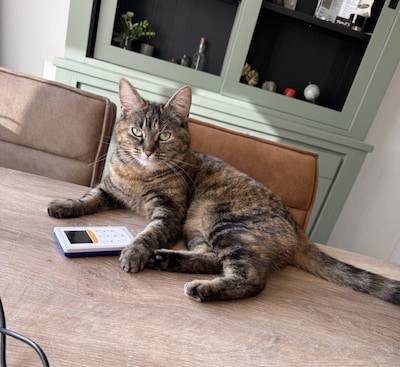 Heb jij Samy of Casper gezien? Deze twee huisdieren worden in Sint-Michielsgestel vermist