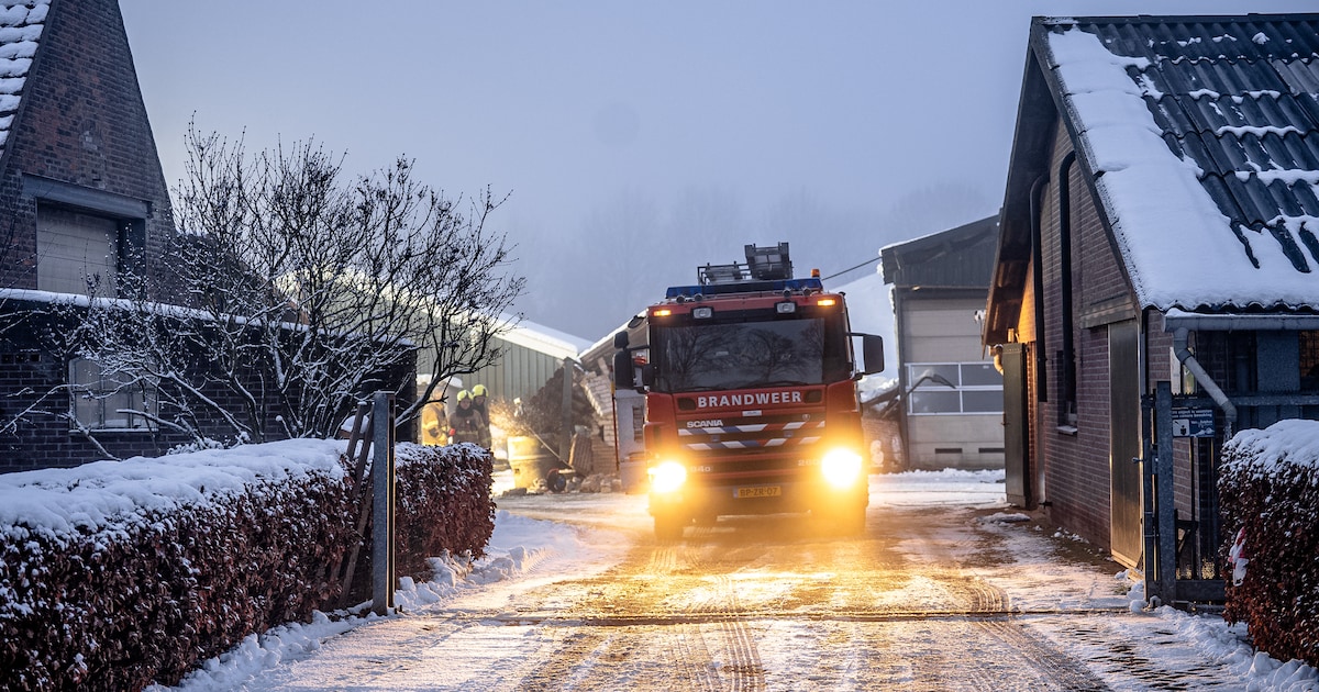 Zware sneeuwlaag laat dak van koeienstal in Veghel bezwijken: brandweer redt zes kalveren