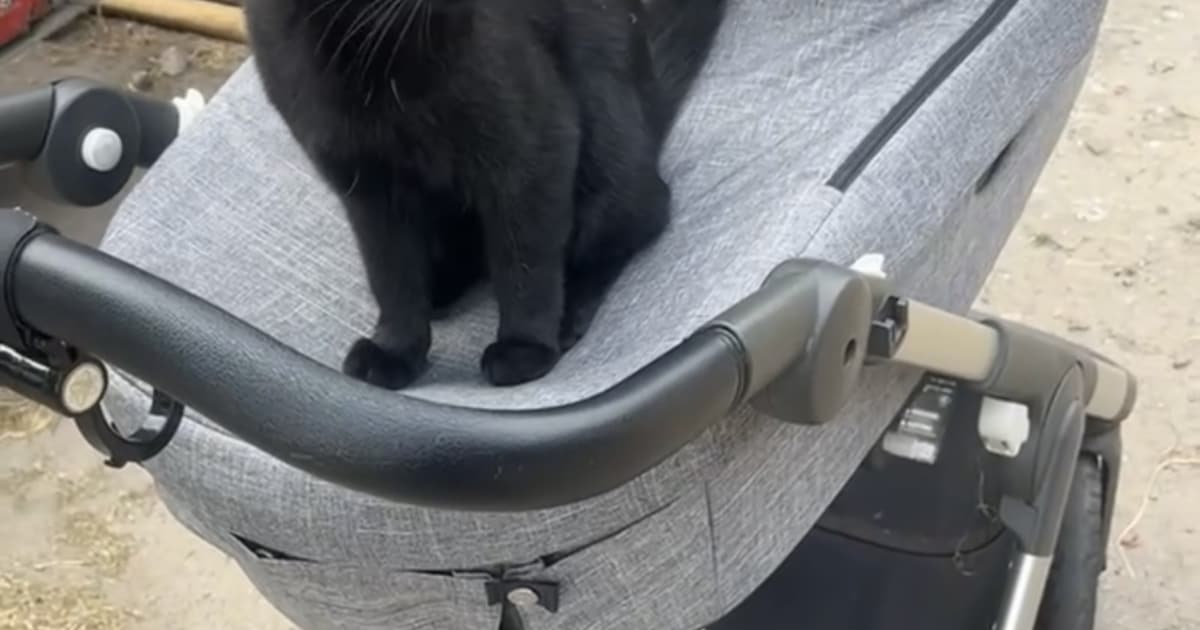 Heb jij Ollie of Zorro gezien? Deze twee huisdieren worden in Bernheze vermist