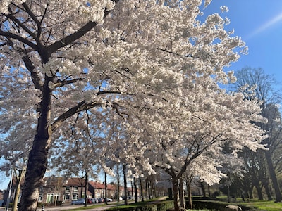 Genieten geblazen: Eindhoven staat in bloei (video)