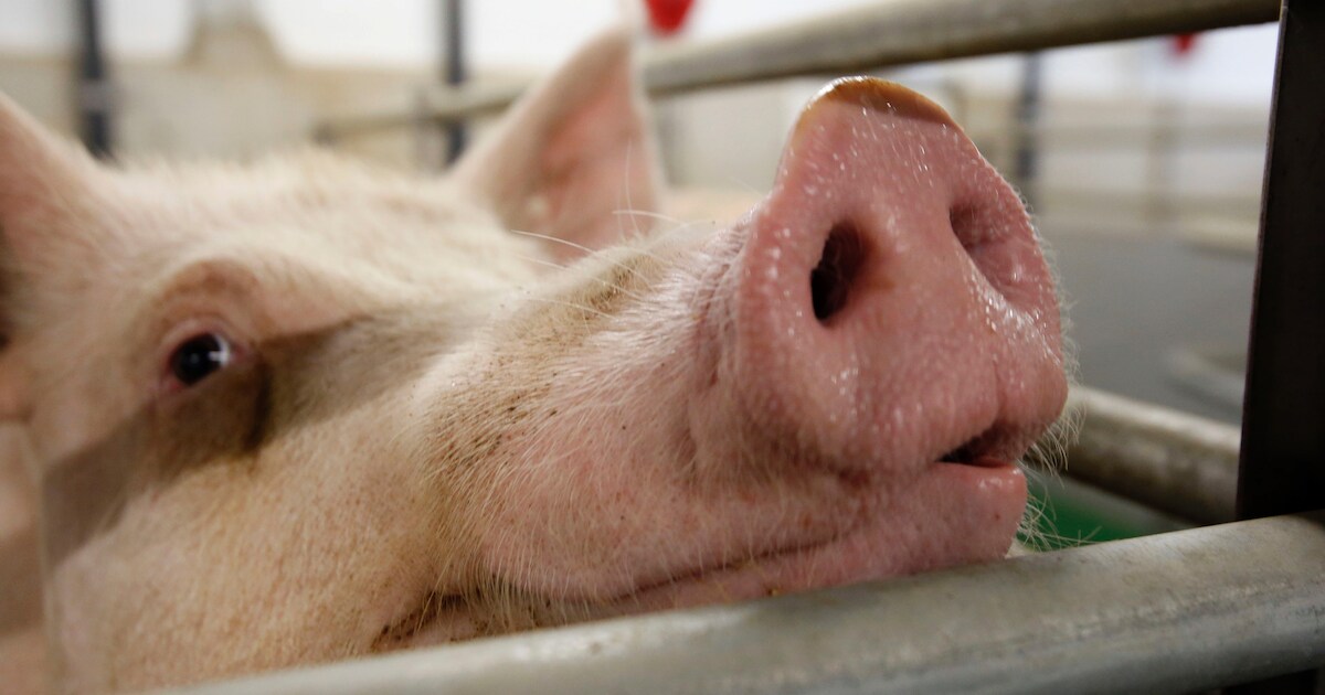 Varkenshouder uit Hulsel naar Raad van State om vergunning megavarkensstal | Oud Reusel - De Mierden